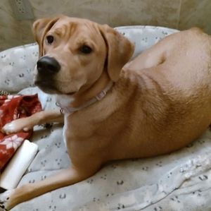 Meet your Posher, Shell